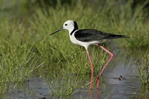 Stilt: 80196112 White-headed Stilt Australia Himantopus