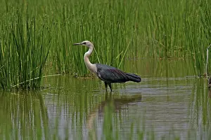 Queensland: 80196113 White-necked Heron Gold Coast, Queensland