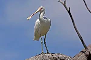 Queensland: 80196115 Yellow-billed Spoonbill Gold Coast, Queensland
