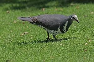 Melanoleuca: 80196116 Wonga Pigeon Australia Leucosarcia melanoleuca