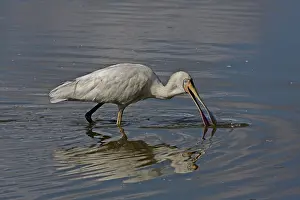 Queensland: 80196118 Yellow-billed Spoonbill Gold Coast, Queensland