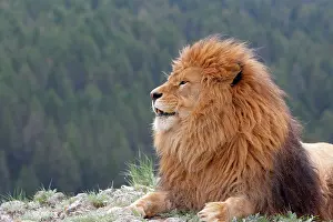 Extinct: 80196646 Barbary / Atlas / Nubian Lion Extinct in