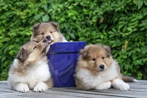 Labat: 80196712 Dog - Collie puppies Jean-Michel Labat