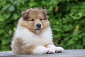 Labat: 80196713 Dog - Collie puppy Jean-Michel Labat All