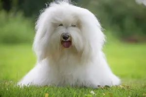 Tulear: 80196721 Dog - Coton de Tulear Jean-Michel Labat