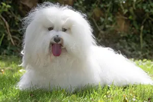 Tulear: 80196722 Dog - Coton de Tulear Jean-Michel Labat