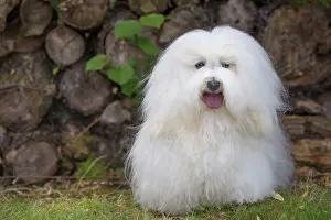 Tulear: 80196723 Dog - Coton de Tulear Jean-Michel Labat