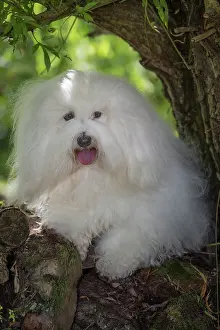 Tulear: 80196724 Dog - Coton de Tulear Jean-Michel Labat