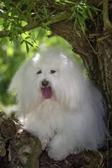 Tulear: 80196725 Dog - Coton de Tulear Jean-Michel Labat