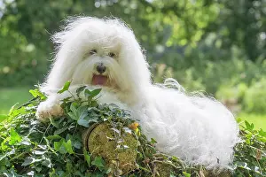 Tulear: 80196726 Dog - Coton de Tulear Jean-Michel Labat