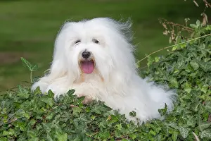 Tulear: 80196727 Dog - Coton de Tulear Jean-Michel Labat