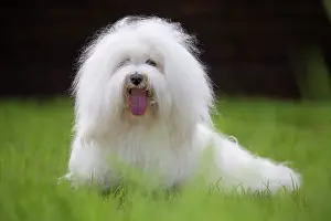 Tulear: 80196728 Dog - Coton de Tulear Jean-Michel Labat