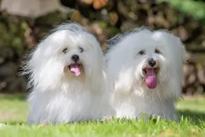 Tulear: 80196729 Dog - Coton de Tulear Jean-Michel Labat