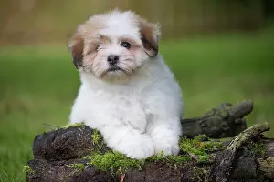 Tulear: 80196730 Dog - Coton de Tulear puppy Jean-Michel