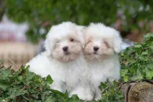Tulear: 80196731 Dog - Coton de Tulear puppies Jean-Michel