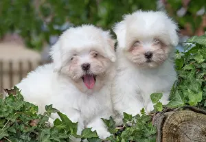 Tulear: 80196732 Dog - Coton de Tulear puppies Jean-Michel