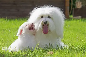 Tulear: 80196733 Dog - Coton de Tulear with puppy Jean-Michel