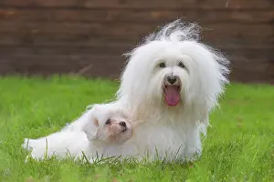Tulear: 80196734 Dog - Coton de Tulear with puppy Jean-Michel
