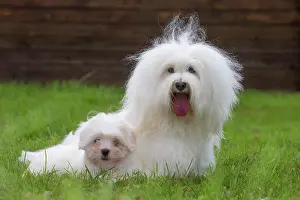 Tulear: 80196735 Dog - Coton de Tulear with puppy Jean-Michel