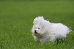 Tulear: 80196736 Dog - Coton de Tulear puppy Jean-Michel