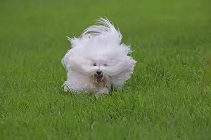 Tulear: 80196737 Dog - Coton de Tulear puppy Jean-Michel