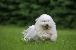 Tulear: 80196738 Dog - Coton de Tulear puppy Jean-Michel