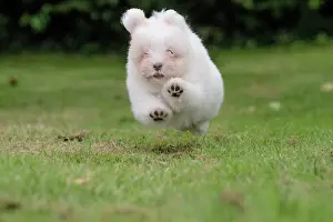 Tulear: 80196739 Dog - Coton de Tulear puppy Jean-Michel