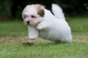 Tulear: 80196740 Dog - Coton de Tulear puppy Jean-Michel