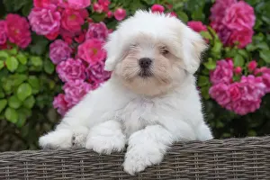 Tulear: 80196741 Dog - Coton de Tulear puppy Jean-Michel