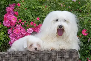 Tulear: 80196743 Dog - Coton de Tulear with puppy Jean-Michel
