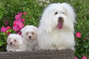 Tulear: 80196744 Dog - Coton de Tulear with puppies Jean-Michel