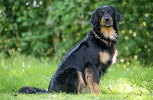 Hovawart: 80196745 Dog - Hovawart Jean-Michel Labat All images
