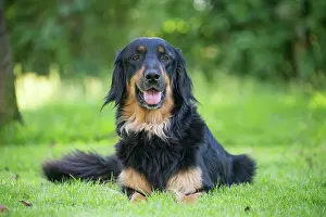 Hovawart: 80196746 Dog - Hovawart Jean-Michel Labat All images