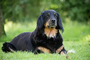 Hovawart: 80196747 Dog - Hovawart Jean-Michel Labat All images