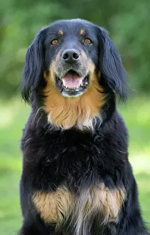 Hovawart: 80196748 Dog - Hovawart Jean-Michel Labat All images