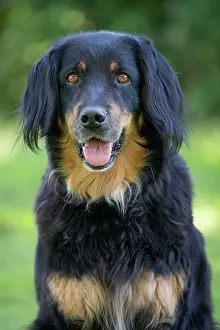 Hovawart: 80196749 Dog - Hovawart Jean-Michel Labat All images