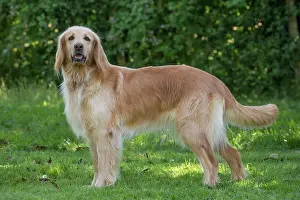 Hovawart: 80196750 Dog - Hovawart Jean-Michel Labat All images