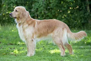 Hovawart: 80196751 Dog - Hovawart Jean-Michel Labat All images