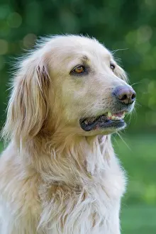 Hovawart: 80196752 Dog - Hovawart Jean-Michel Labat All images