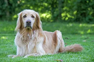 Hovawart: 80196753 Dog - Hovawart Jean-Michel Labat All images