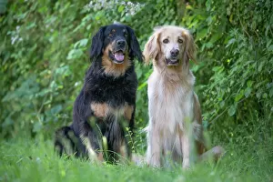 Hovawart: 80196754 Dog - Hovawart Jean-Michel Labat All images