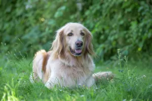 Hovawart: 80196755 Dog - Hovawart Jean-Michel Labat All images
