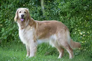 Hovawart: 80196756 Dog - Hovawart Jean-Michel Labat All images