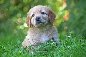 Hovawart: 80196757 Dog - Hovawart puppy Jean-Michel Labat
