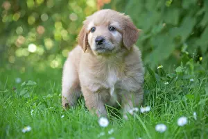 Hovawart: 80196758 Dog - Hovawart puppy Jean-Michel Labat