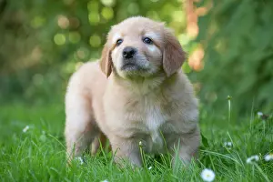 Hovawart: 80196759 Dog - Hovawart puppy Jean-Michel Labat