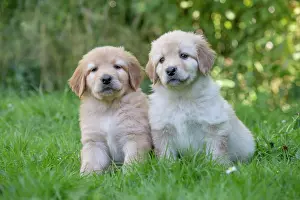 Hovawart: 80196760 Dog - Hovawart puppies Jean-Michel Labat