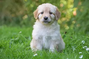 Hovawart: 80196761 Dog - Hovawart puppy Jean-Michel Labat