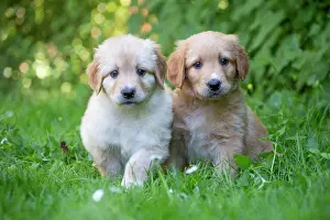 Hovawart: 80196763 Dog - Hovawart puppies Jean-Michel Labat