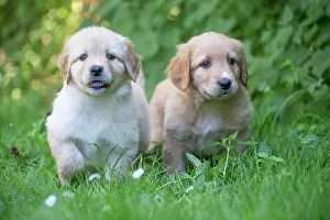 Hovawart: 80196764 Dog - Hovawart puppies Jean-Michel Labat